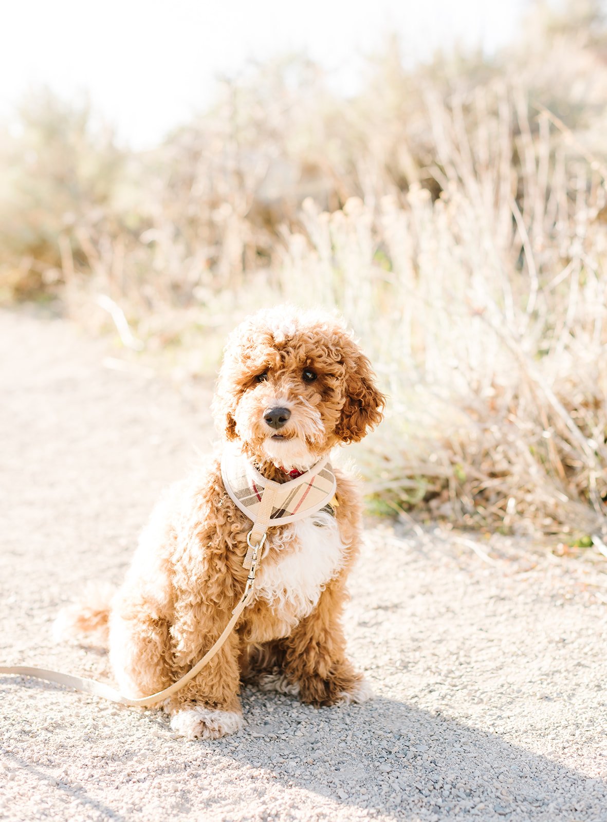 Louis, a cream colored mini goldendoodle.