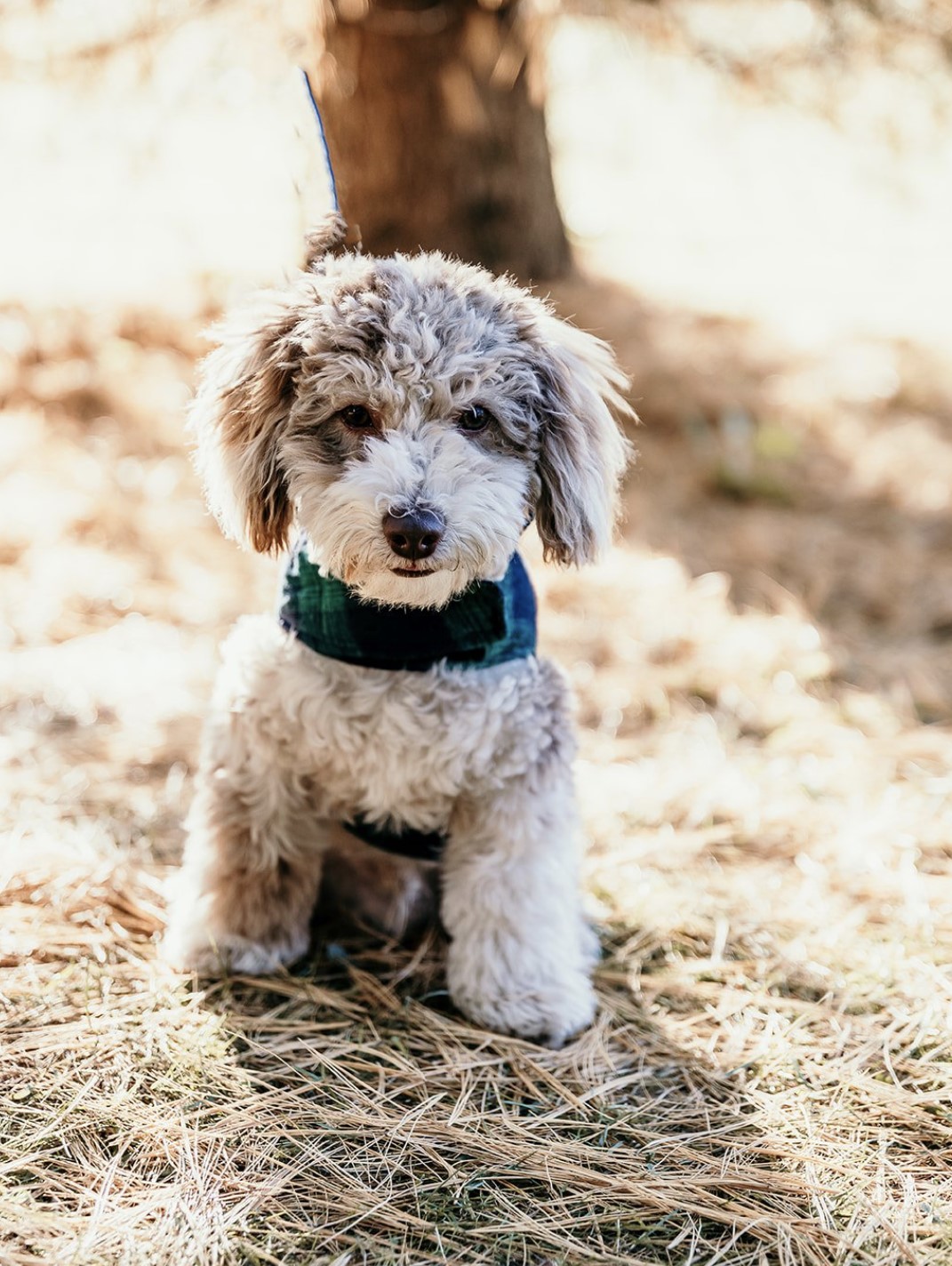 Scout, a marble colored mini poodle.